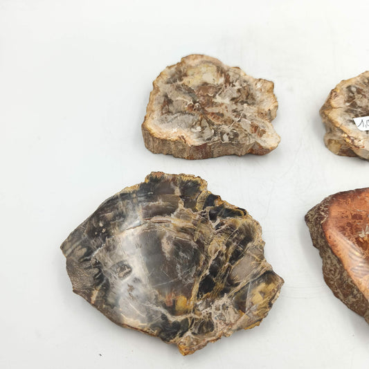 Tranche de Bois fossile - Lot de 1,08 kg