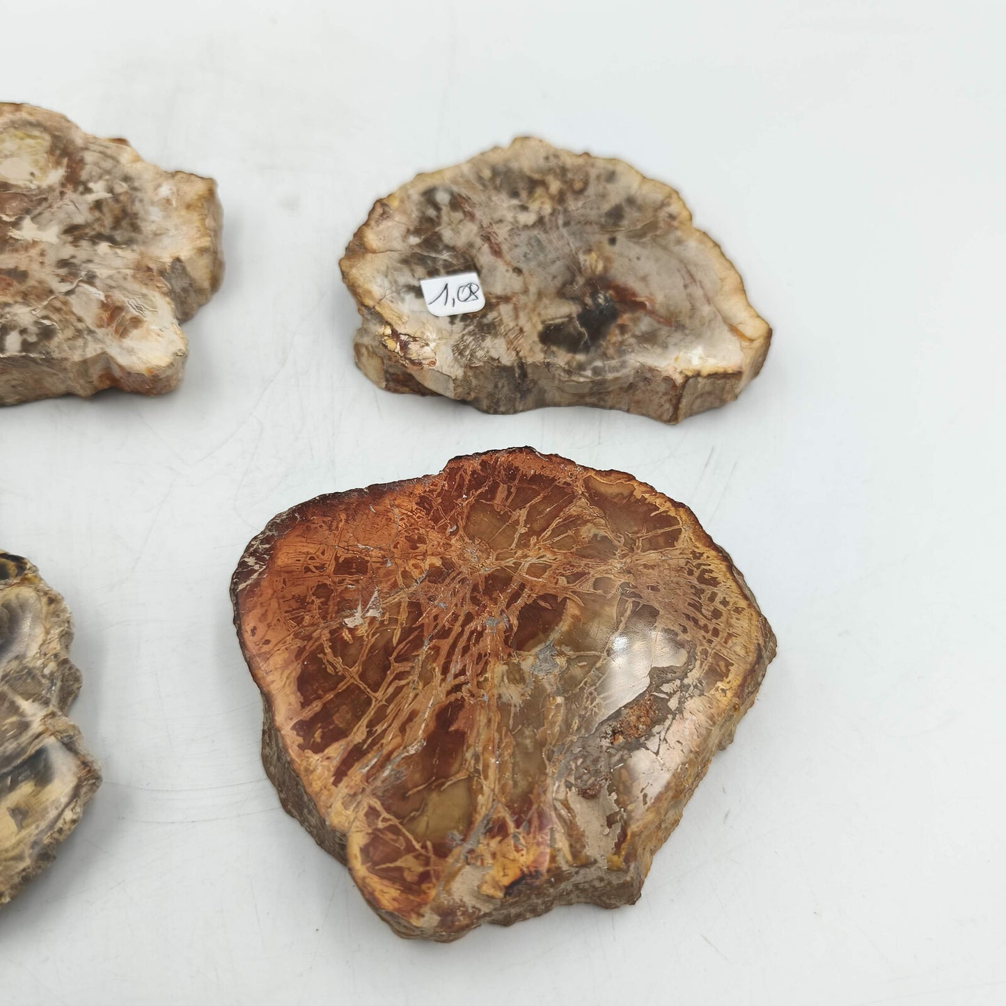 Tranche de Bois fossile - Lot de 1,08 kg