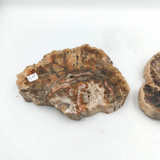 Tranche de Bois fossile - Lot de 1,11 kg