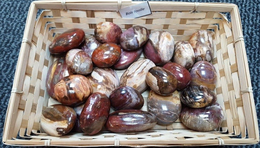 Galets - Bois Fossile