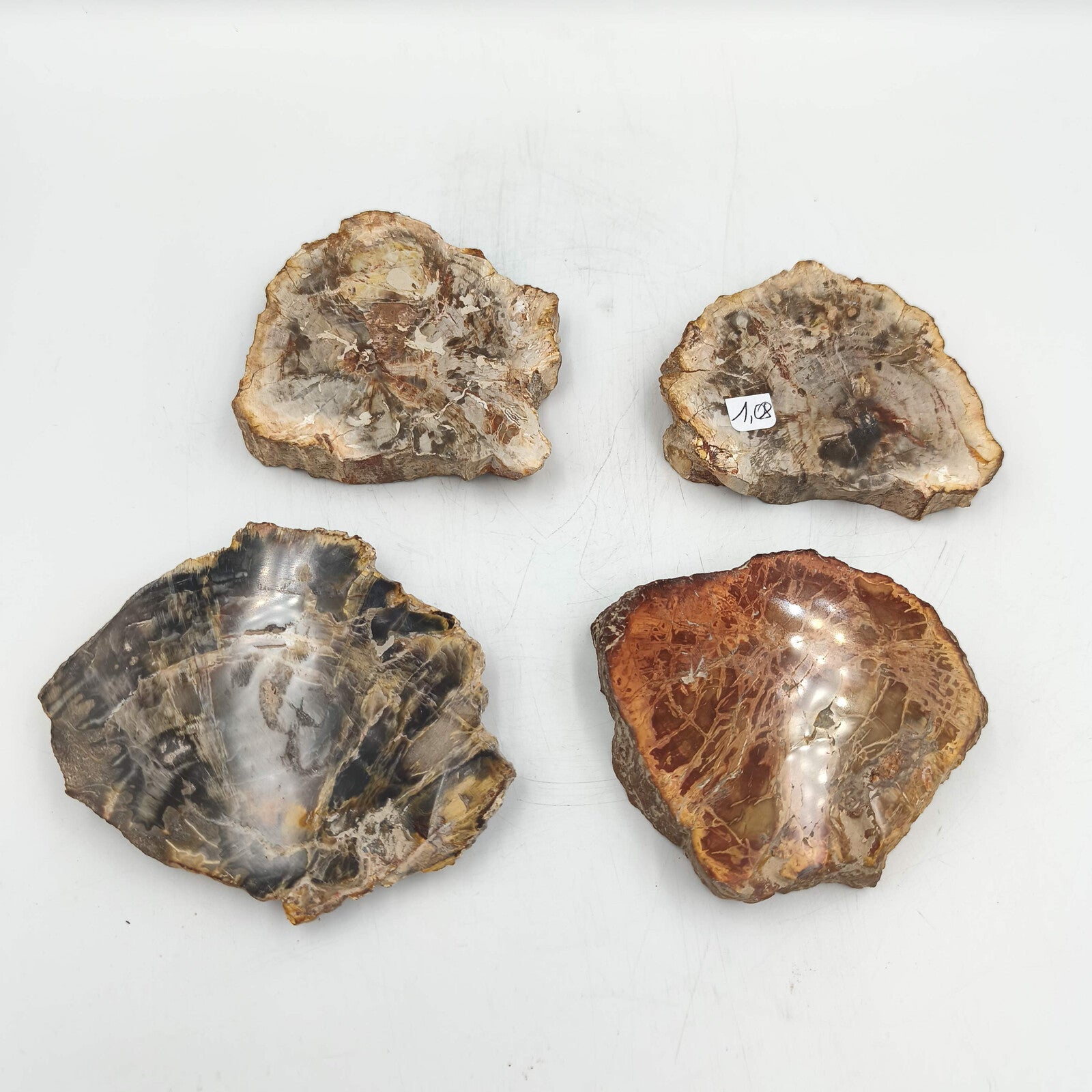 Tranche de Bois fossile - Lot de 1,08 kg