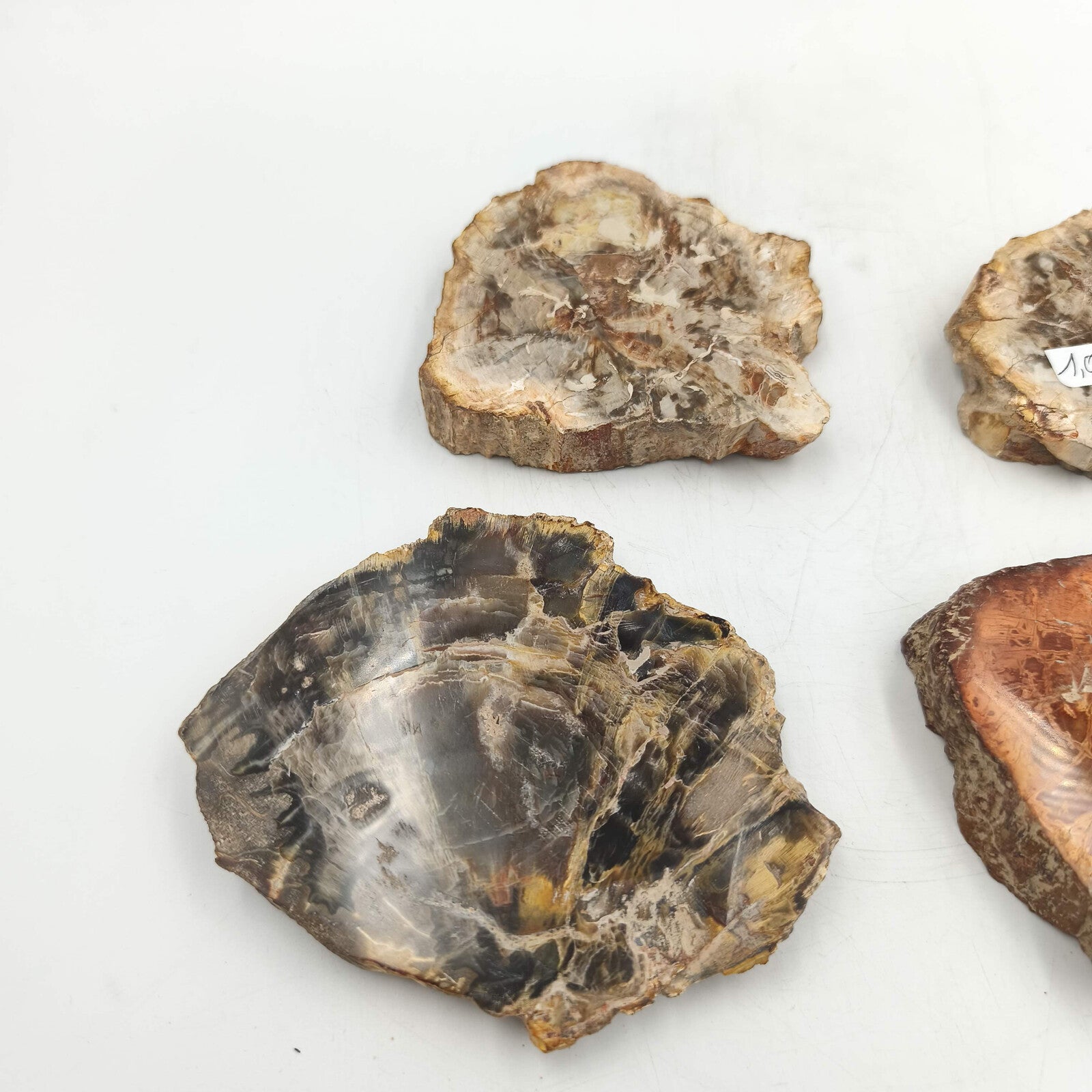 Tranche de Bois fossile - Lot de 1,08 kg