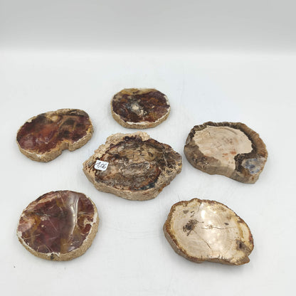 Tranche de Bois fossile - Lot de 1,06 kg