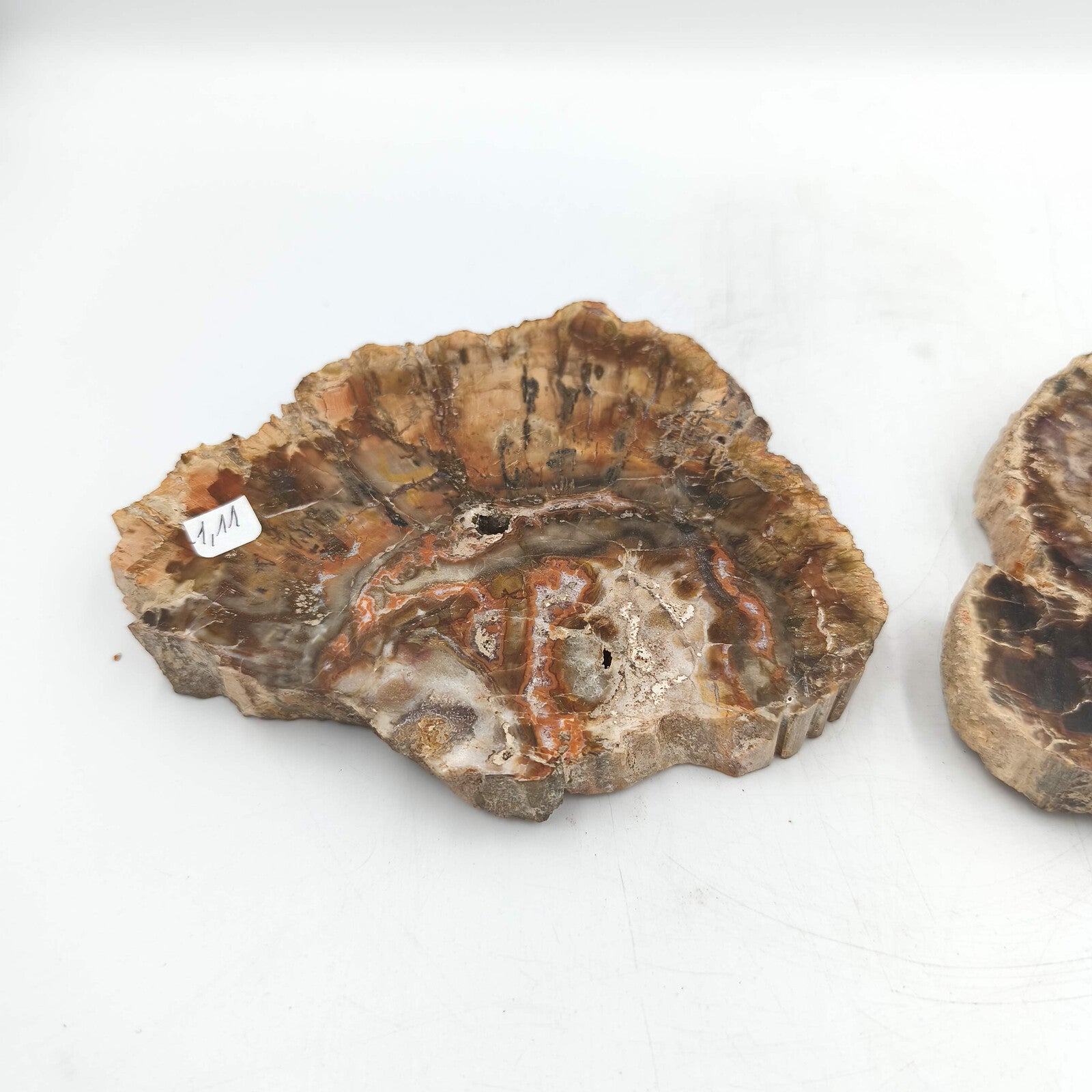 Tranche de Bois fossile - Lot de 1,11 kg