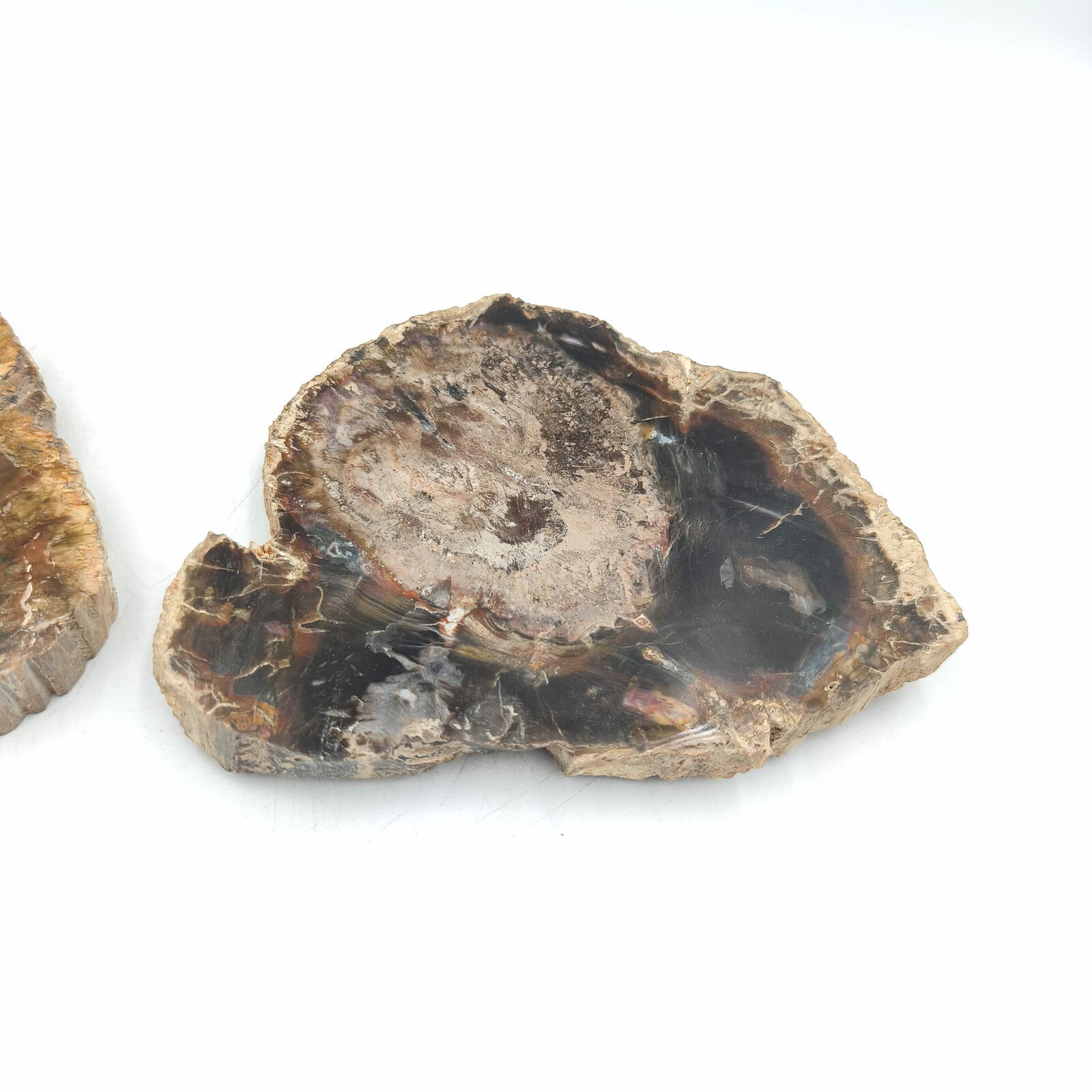 Tranche de Bois fossile - Lot de 1,11 kg