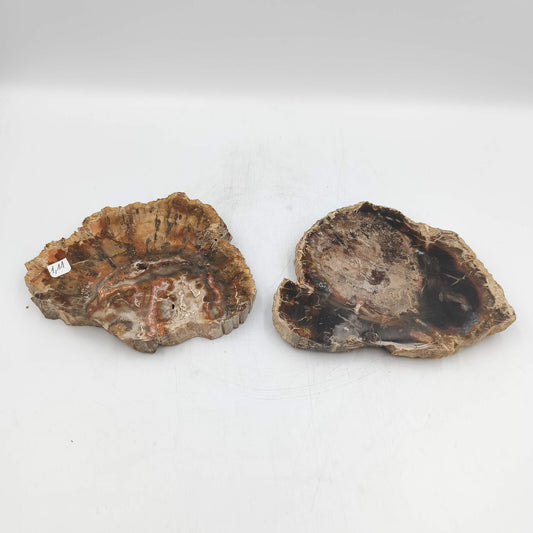 Tranche de Bois fossile - Lot de 1,11 kg