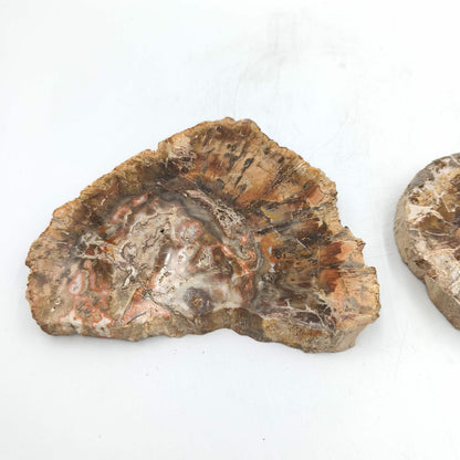 Tranche de Bois fossile - Lot de 1,17 kg