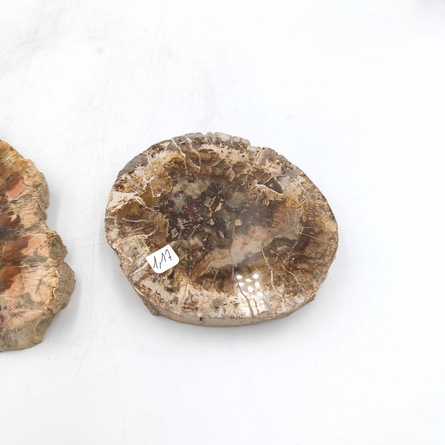 Tranche de Bois fossile - Lot de 1,17 kg