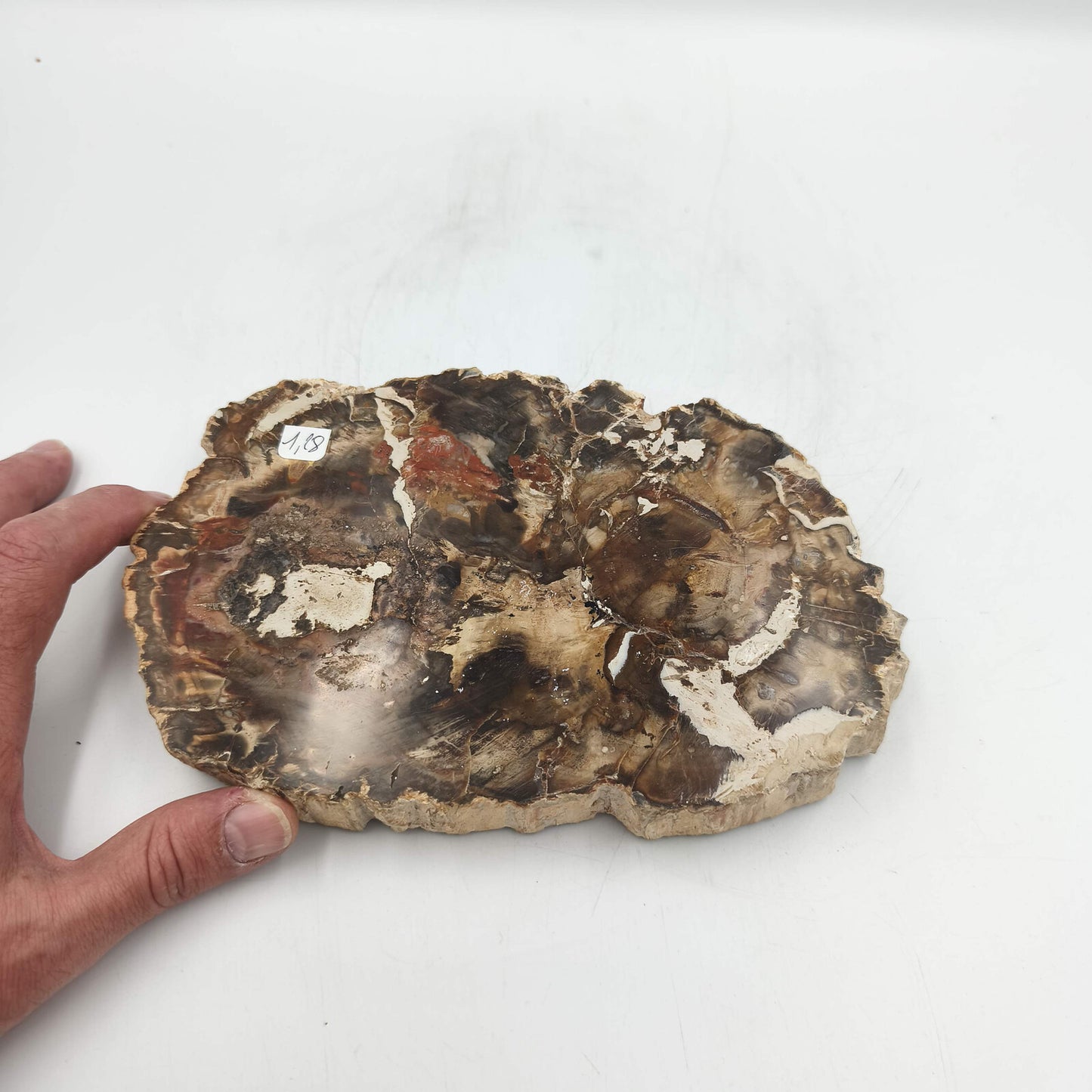 Tranche de Bois fossile - Lot de 1,28 kg