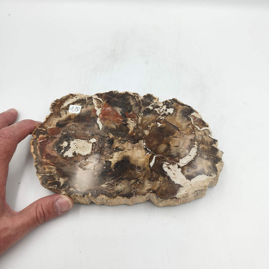 Tranche de Bois fossile - Lot de 1,28 kg