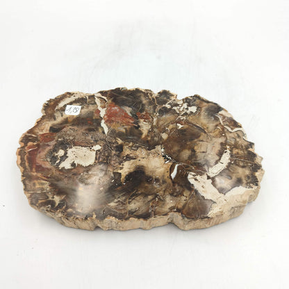 Tranche de Bois fossile - Lot de 1,28 kg