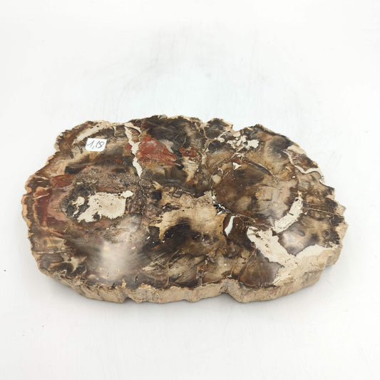 Tranche de Bois fossile - Lot de 1,28 kg