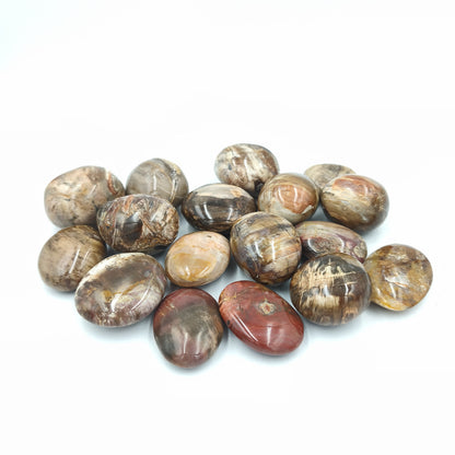 Galets - Bois Fossile