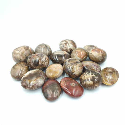 Galets - Bois Fossile